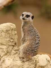 Close up of a Meerkat on guard