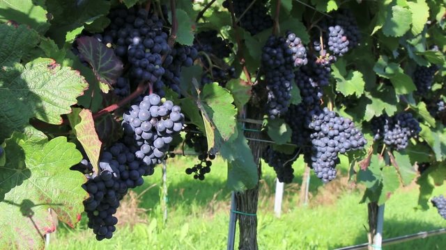 Wein - 012 - Trauben - rot