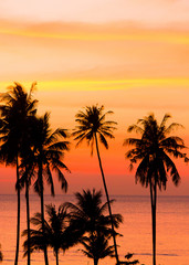 Sunset Divine Palm Paradise