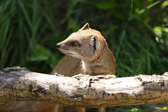 Close up of a Yellow Mongoose