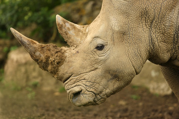 Close up of a White Rhino