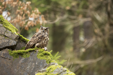 Eurasian Eagle Owl with prey