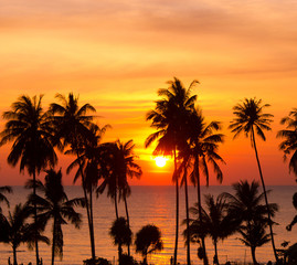 Obraz premium Evening Scene Coconut Horizon