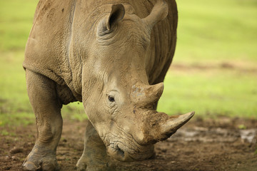 Close up of a White Rhino