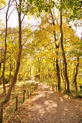 紅葉の遊歩道