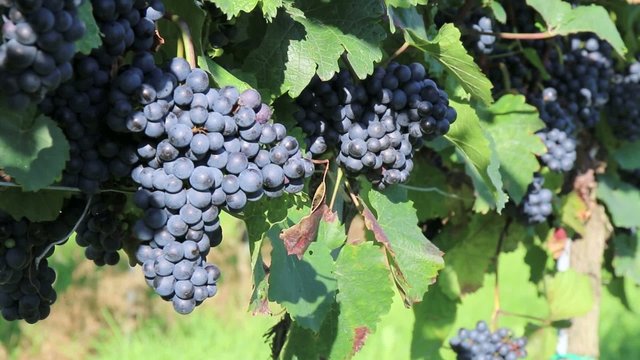 Wein - 013 - Trauben - rot