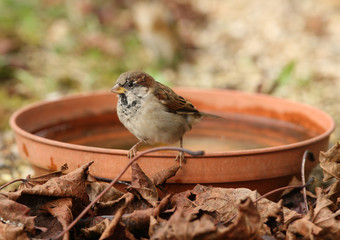 Young House Sparrow about to take a bath
