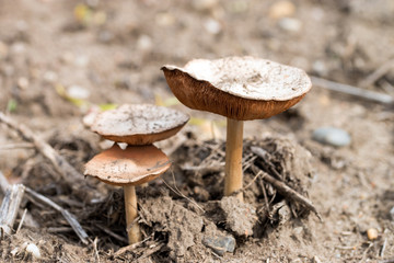 Pilze im Erdboden