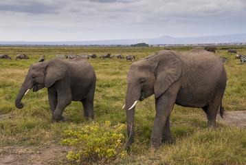 A pair of elephants eating grass on the African savannah