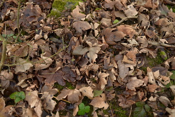 feuilles mortes