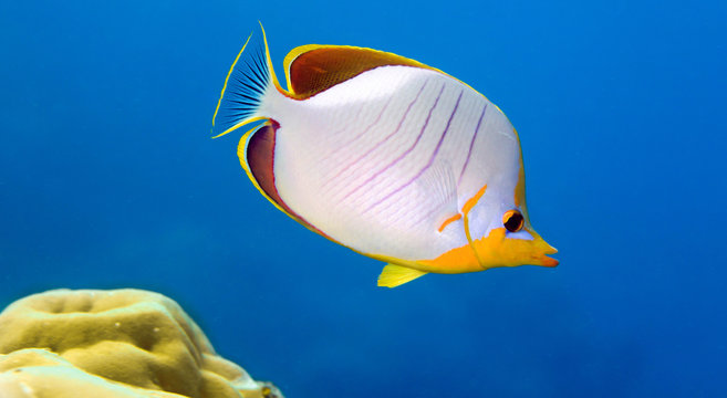 yellowhead butterflyfish