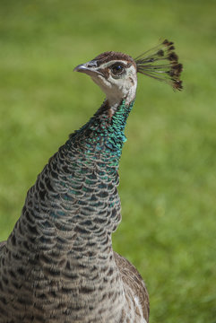 A closeup of a hen peacock's head and neck