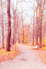 Obraz premium Idyllic Nature Autumn Leaves