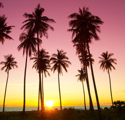 Obraz premium Palm Paradise Burning Skies