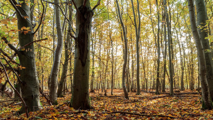 Fototapeta premium Enchanted Autumn Forrest