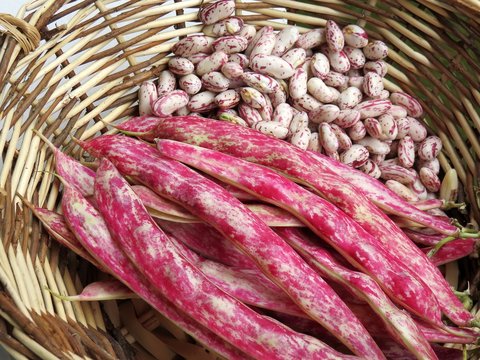 haricots