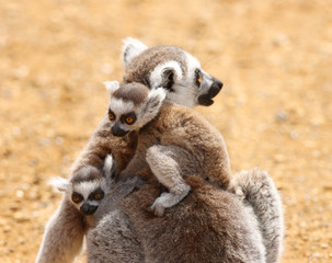 Naklejka na ściany i meble A mother Ring Tailed Lemur carrying her babies