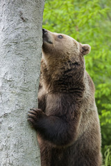 Brown bear, Ursus arctos