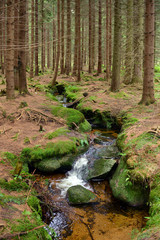 Leśny spacer 6 © jaworex