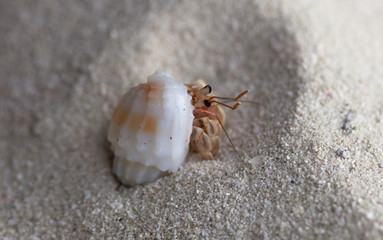hermit crab
