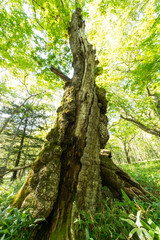 Old big tree at Nikko National Park
