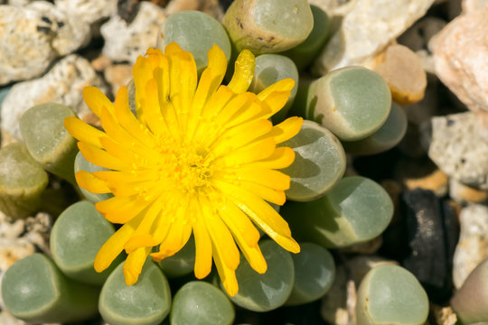 Flower of Fenestraria rhopalophylla, Aizoaceae, South Africa