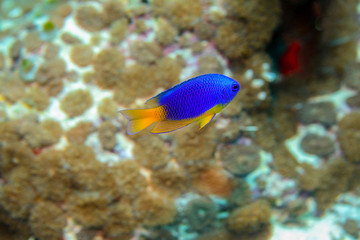 damselfish