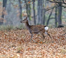 Spotted deer