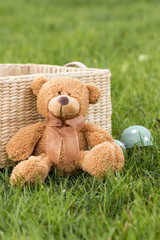 Teddy auf der Wiese