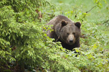 Brown bear in the forest