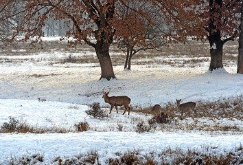 A herd of spotted deer in winter