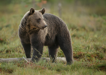Brown bear, looking right