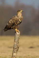 White-tailed eagle at rest on a post