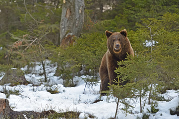 Brown bear in the woods in winter