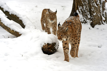 Winter Lynx