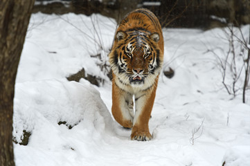 Amur Tiger