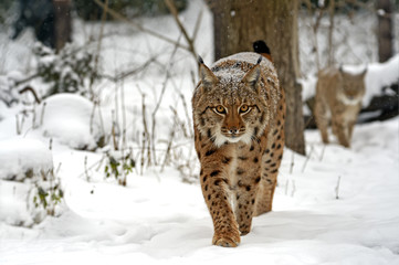 Winter Lynx