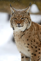 Winter Lynx