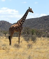 Giraffe