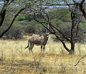 Gemsbok antelope