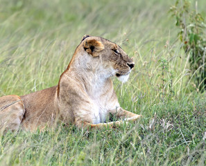 Lions Masai Mara