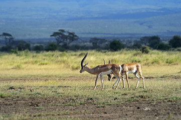 Grant's gazelle