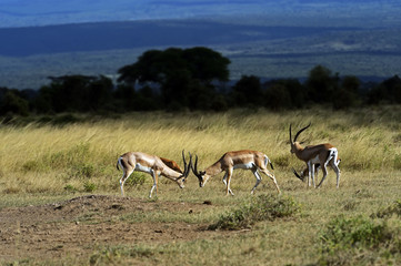 Fototapeta premium Grant's gazelle