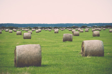 rolls of hay in green field. Vintage.