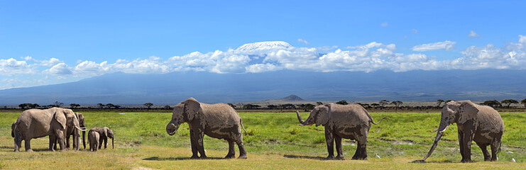 Kilimanjaro elephants