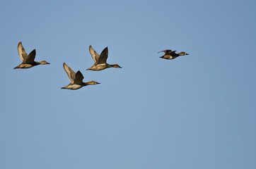 Four Ducks Flying in a Blue Sky