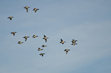Flock of Ring-Necked Ducks Flying in a Blue Sky