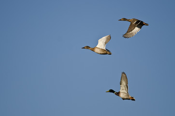 Flock of Mallard Ducks Flying in a Blue Sky