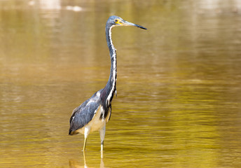 Wildlife in Caribbean