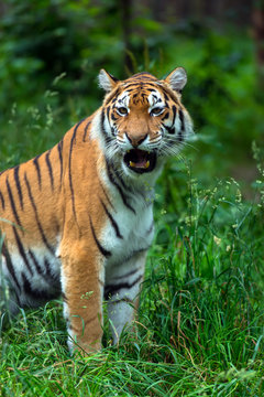 Fototapeta Amur Tiger